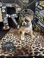 Remi, a female French Bulldog for sale in Milwaukee, WI – 5 of 9