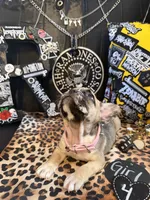 Nova, a female French Bulldog for sale in Milwaukee, WI – 8 of 10