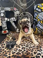 Big Papa, a male French Bulldog for sale in Milwaukee, WI – 7 of 10