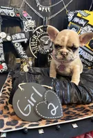 Lovely, a female French Bulldog for sale in Milwaukee, WI – 5 of 8