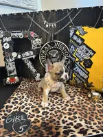 Remi, a female French Bulldog for sale in Milwaukee, WI – 6 of 9