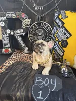 Big Papa, a male French Bulldog for sale in Milwaukee, WI – 8 of 10