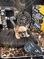 Nova, a female French Bulldog for sale in Milwaukee, WI – 3 of 10