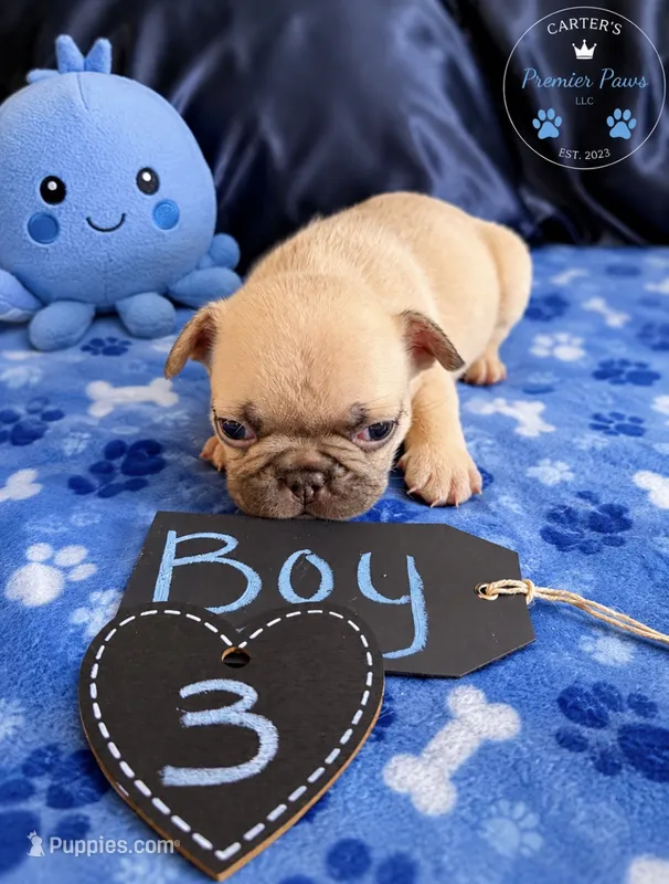 Butter Ball – French Bulldog puppy for sale in Milwaukee, WI