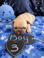 Butter Ball, a male French Bulldog for sale in Milwaukee, WI – 1 of 3