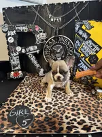 Remi, a female French Bulldog for sale in Milwaukee, WI – 3 of 9