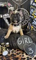 Babii, a female French Bulldog for sale in Milwaukee, WI – 2 of 5