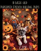 Nova, a female French Bulldog for sale in Milwaukee, WI – 1 of 10