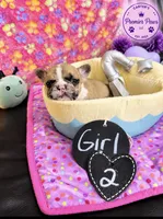 Daisy, a female French Bulldog for sale in Milwaukee, WI – 3 of 3