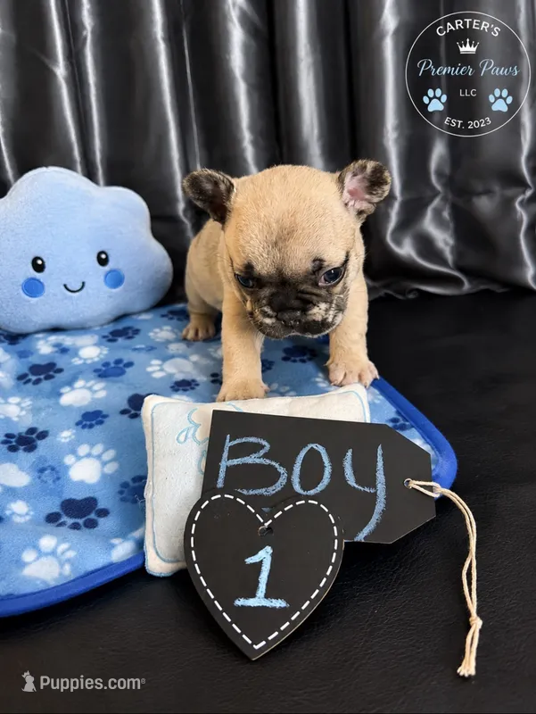 Big Papa – French Bulldog puppy for sale in Milwaukee, WI