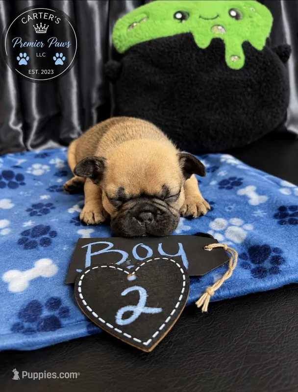 Mozzy – French Bulldog puppy for sale in Milwaukee, WI