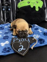 Mozzy, a male French Bulldog for sale in Milwaukee, WI – 1 of 2