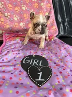 Marly, a female French Bulldog for sale in Milwaukee, WI – 2 of 3