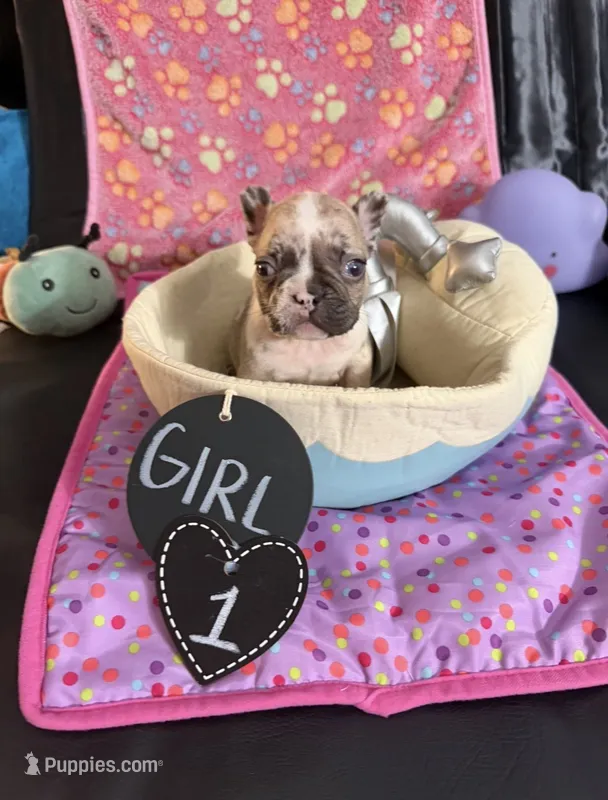 Marly – French Bulldog puppy for sale in Milwaukee, WI