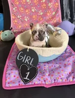 Marly, a female French Bulldog for sale in Milwaukee, WI – 1 of 3