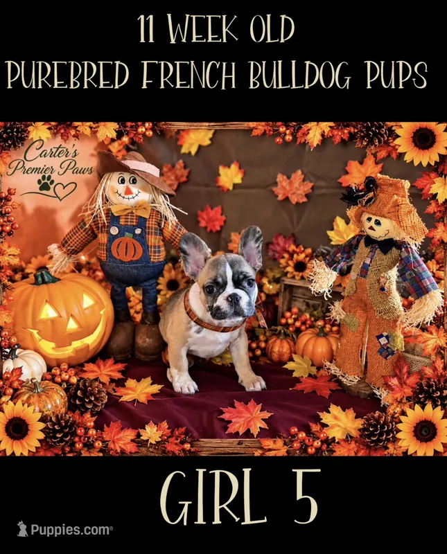 Remi – French Bulldog puppy for sale in Milwaukee, WI