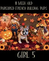 Remi, a female French Bulldog for sale in Milwaukee, WI – 1 of 9