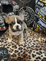 Remi, a female French Bulldog for sale in Milwaukee, WI – 7 of 9