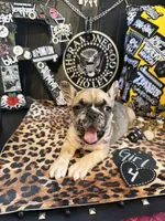 Nova, a female French Bulldog for sale in Milwaukee, WI – 6 of 10