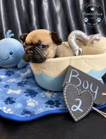 Mozzy, a male French Bulldog for sale in Milwaukee, WI – 2 of 2