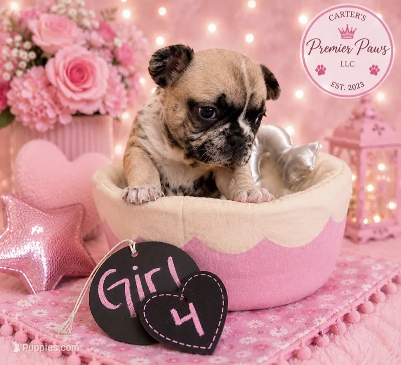 Nova – French Bulldog puppy for sale in Milwaukee, WI