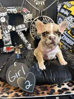 Lovely, a female French Bulldog for sale in Milwaukee, WI – 2 of 8