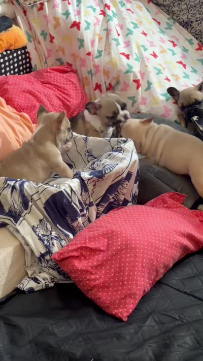 Big Papa, a male French Bulldog for sale in Milwaukee, WI – 10 of 10
