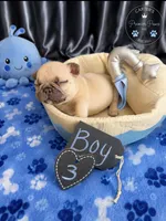 Butter Ball, a male French Bulldog for sale in Milwaukee, WI – 2 of 3