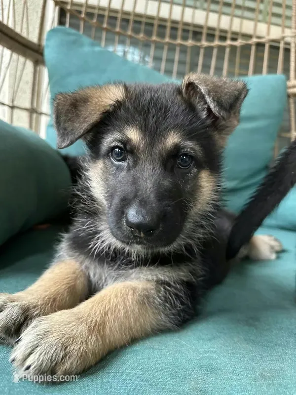 Max – German Shepherd Dog puppy for sale in Sugar Land, TX
