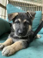 Max, a male German Shepherd Dog for sale in Sugar Land, TX – 1 of 2