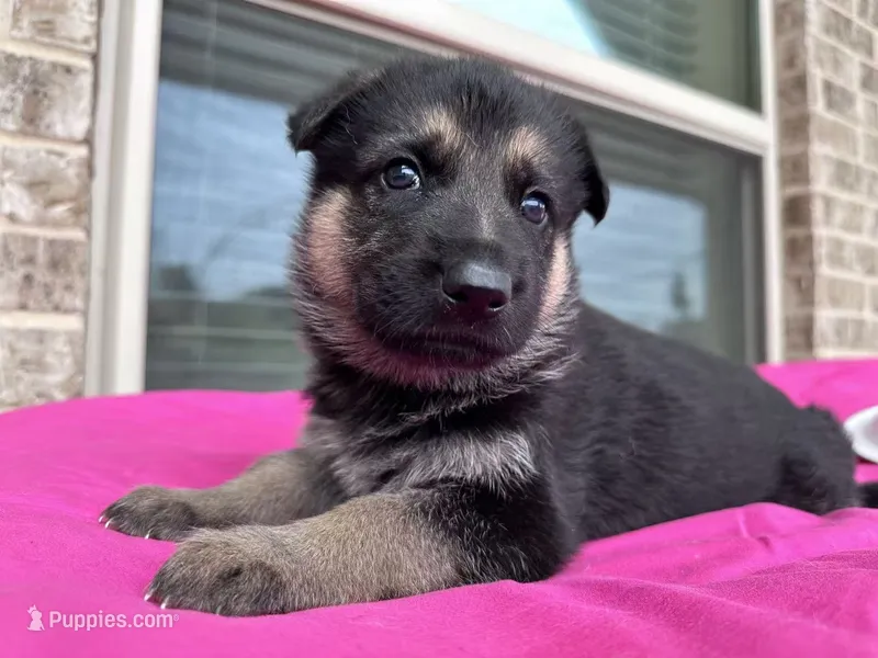 Bella – German Shepherd Dog puppy for sale in Sugar Land, TX