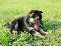 Bella, a female German Shepherd Dog for sale in Sugar Land, TX – 4 of 4
