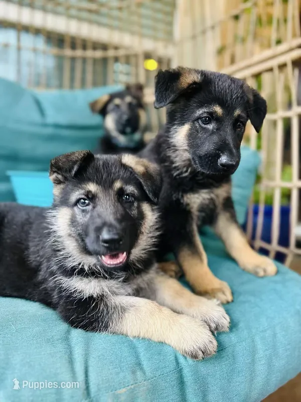 Luna – German Shepherd Dog puppy for sale in Sugar Land, TX