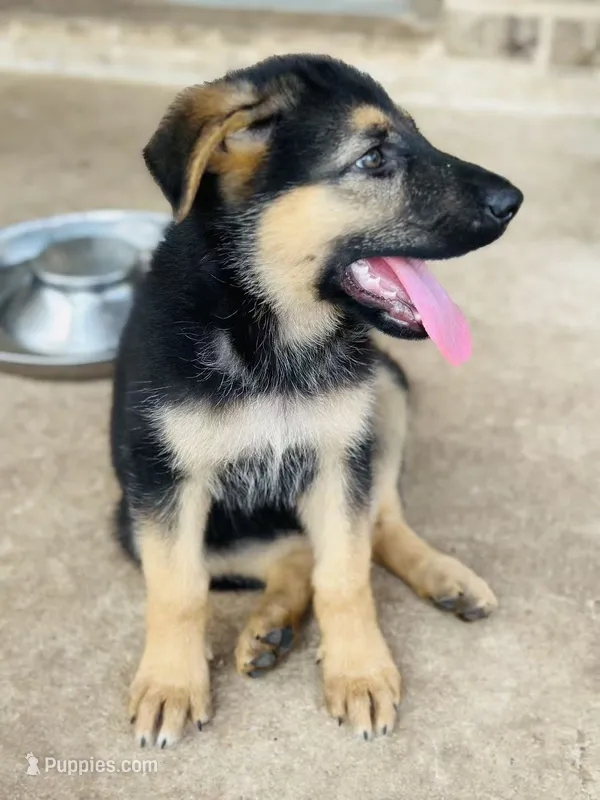 Bella – German Shepherd Dog puppy for sale in Sugar Land, TX