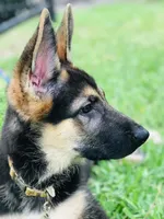 Luna, a female German Shepherd Dog for sale in Sugar Land, TX – 3 of 6