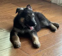 Luna, a female German Shepherd Dog for sale in Sugar Land, TX – 2 of 6