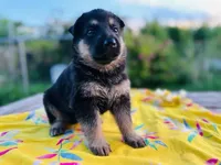 Luna, a female German Shepherd Dog for sale in Sugar Land, TX – 3 of 3