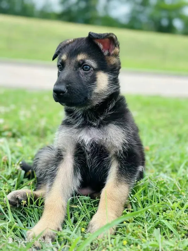 Bella – German Shepherd Dog puppy for sale in Sugar Land, TX