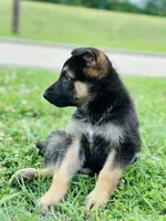 Max, a male German Shepherd Dog for sale in Sugar Land, TX – 2 of 2