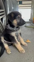 Luna, a female German Shepherd Dog for sale in Sugar Land, TX – 5 of 6