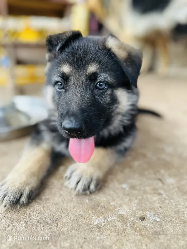 Luna – German Shepherd Dog puppy for sale in Sugar Land, TX