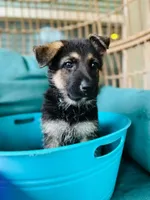 Luna, a female German Shepherd Dog for sale in Sugar Land, TX – 1 of 3