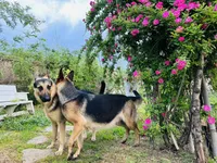 Bella, a female German Shepherd Dog for sale in Sugar Land, TX – 3 of 4