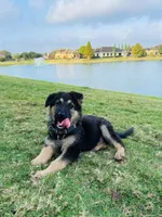 Luna, a female German Shepherd Dog for sale in Sugar Land, TX – 4 of 6
