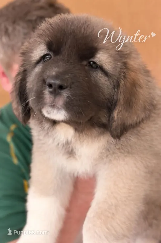 Wynter Cookie Monster – Caucasian Ovcharka puppy for sale in Akeley, MN