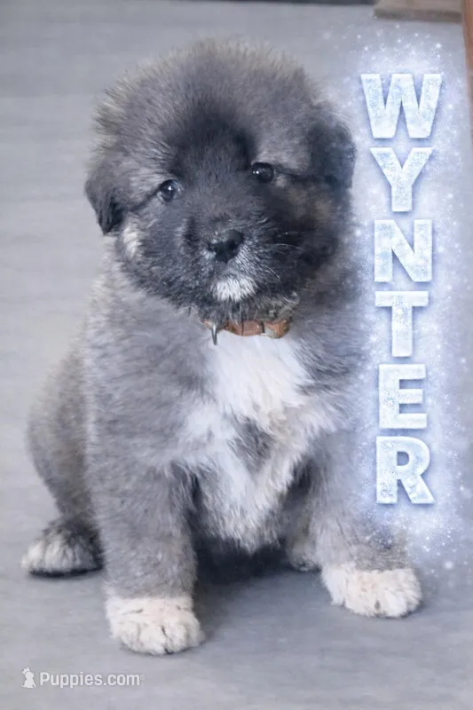 Wynter Cookie Monster