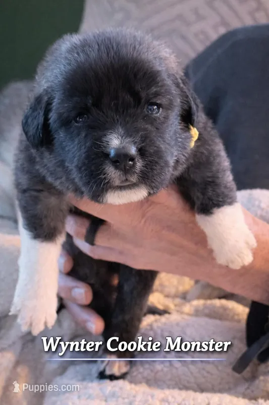 Wynter Cookie Monster