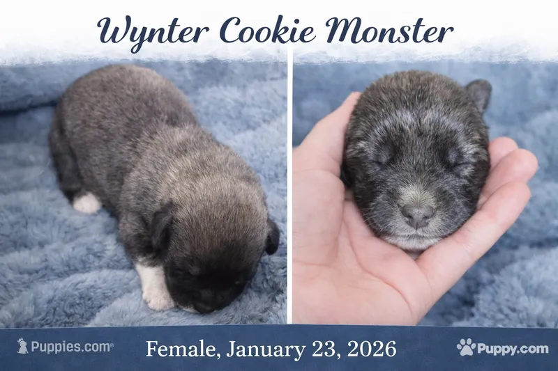 Wynter Cookie Monster