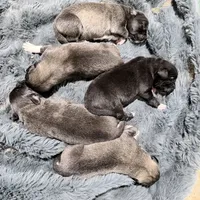 Arctic Cookie Monster, a male Caucasian Ovcharka for sale in Akeley, MN – 1 of 7