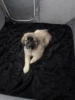 Arctic Cookie Monster , a male Caucasian Ovcharka for sale in Akeley, MN – 5 of 5